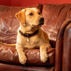 Le Chameau Honden halsband