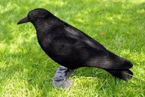 lokvogel kraai geflockt incl pin en voet 41cm