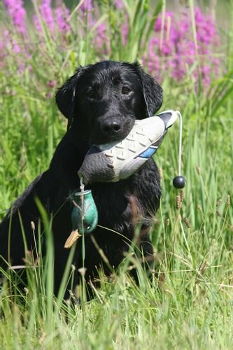 Rypo Honden Training Eend